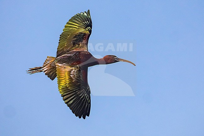 Glossy Ibis, Plegadis falcinellus, in Italy. stock-image by Agami/Daniele Occhiato,