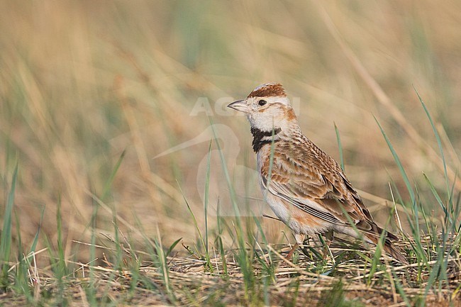 Adult Mongolian Lark (Melanocorypha mongolica), Russia. On the Russian Steppes. stock-image by Agami/Ralph Martin,