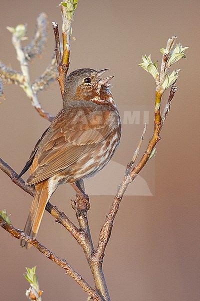 Rode Roodstaartgors in wilg, Red Fox Sparrow in willow stock-image by Agami/Brian E Small,