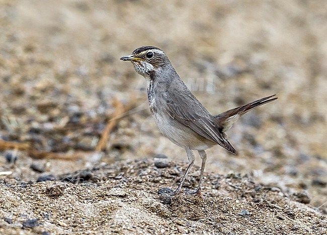 Bluethroat on the ground in Kuwait. December 2010. stock-image by Agami/Vincent Legrand,