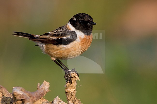 Mannetje Roodborsttapuit; Male European Stonechat stock-image by Agami/Daniele Occhiato,