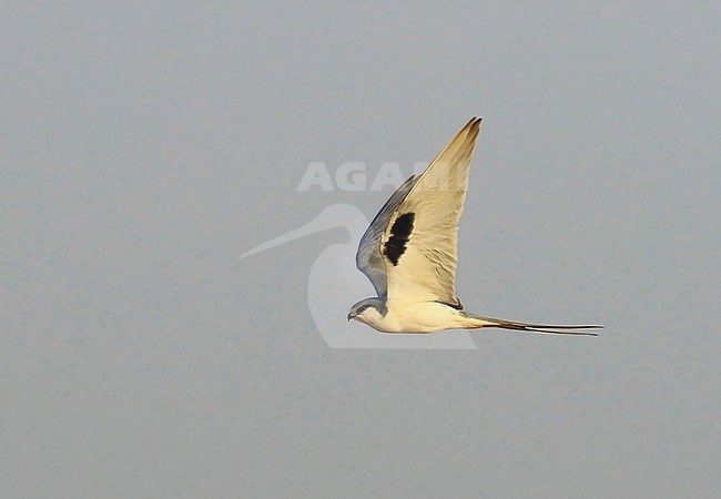 A Scissor-tailed Kite (Chelictinia riocourii) flying past in Kaolack, Senegal) stock-image by Agami/Jacques van der Neut,