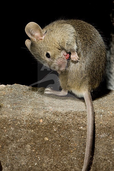 Huismuis in huis; House Mouse in house stock-image by Agami/Theo Douma,