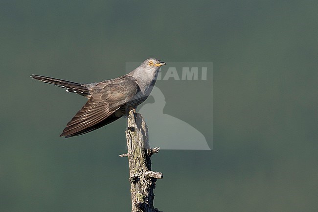 Oriental Cuckoo - Hopfkuckuck - Cuculus saturatus ssp. optatus, Russia (Ural), adult, male stock-image by Agami/Ralph Martin,