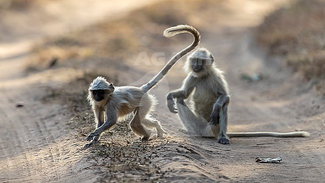 Adult & juvenile Northern Plains Langur running on a track in Bandavgarh NP, India. March 2017. stock-image by Agami/Vincent Legrand,