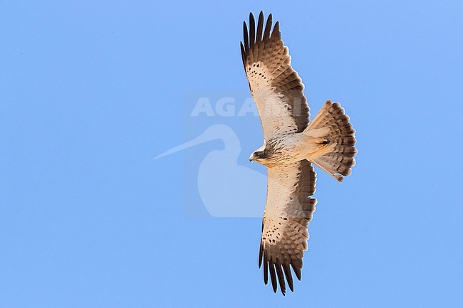 Booted Eagle (Hieraaetus pennatus), pale morph individual in flight stock-image by Agami/Saverio Gatto,