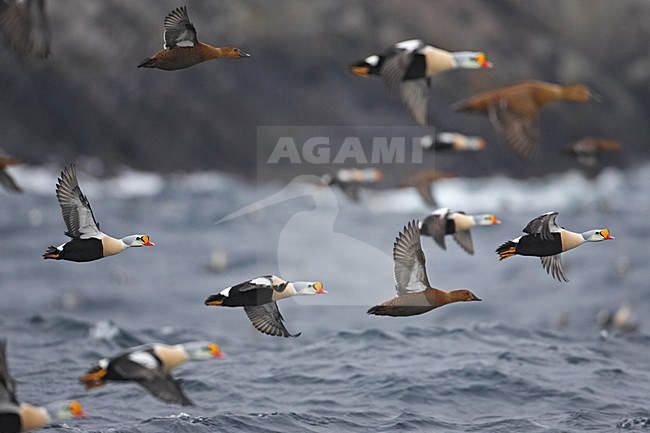 King Eider adult male and female flying; Koningseider volwassen man en vrouw vliegend stock-image by Agami/Markus Varesvuo,