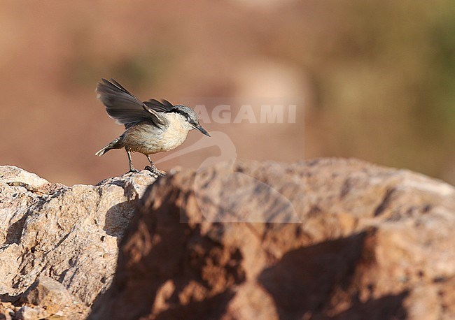 Rotsklever; Western Rock Nuthatch (Sitta neumayer) stock-image by Agami/James Eaton,