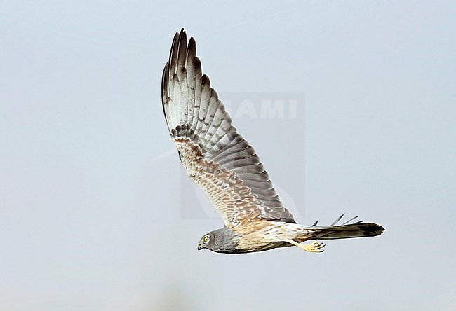 Montagu's Harrier (Circus pygargus) first-winter male stock-image by Agami/Dick Forsman,