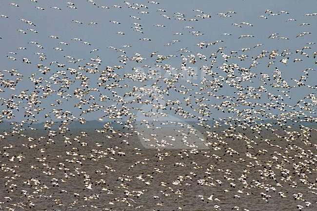 Kluut; Pied Avocet; Recurvirostra avosetta stock-image by Agami/Martijn Verdoes,