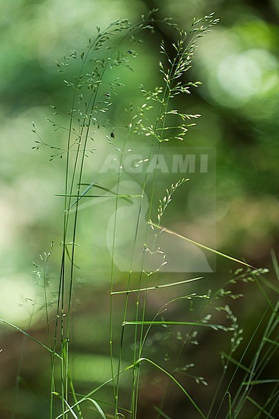 Wood meadow-grass stock-image by Agami/Wil Leurs,