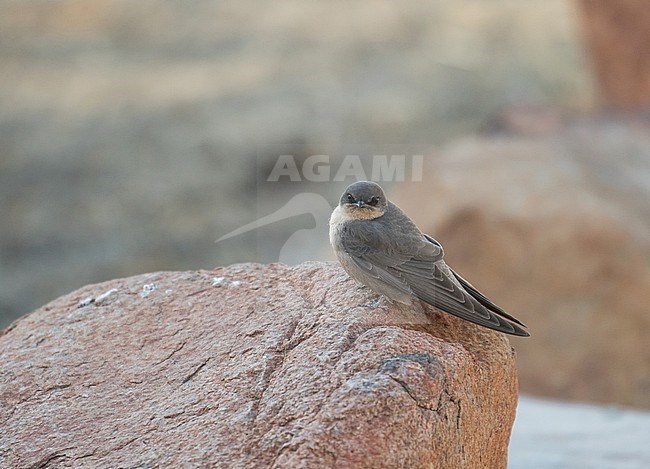 Large Rock Martin (Ptyonoprogne fuligula) in South Africa stock-image by Agami/Pete Morris,