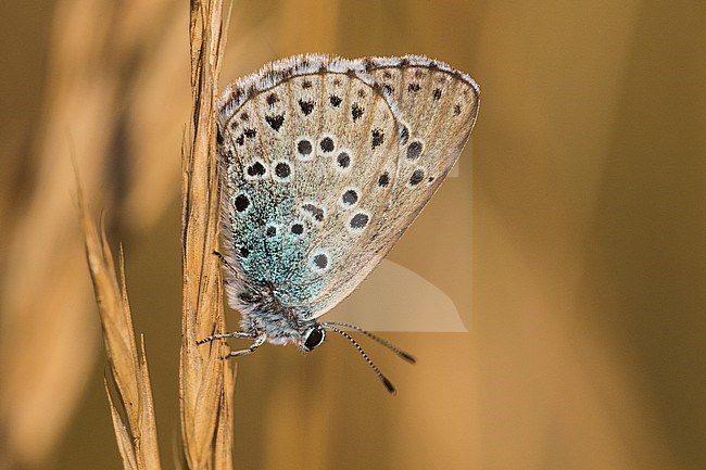 Large blue, Phengaris arion stock-image by Agami/Wil Leurs,