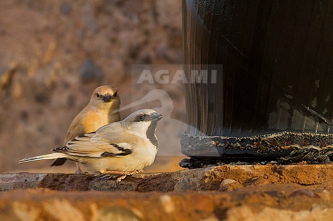 Desert Sparrow - WÃ¼stensperling - Passer simplex ssp. saharae, adult male and female, Morocco stock-image by Agami/Ralph Martin,