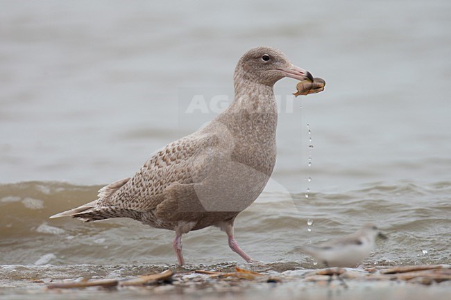 Eerste winter Grote Burgemeester foeragerend op amerikaanse zwaardschede; First winter Glaucous Gull foraging on American razor clam stock-image by Agami/Arnold Meijer,