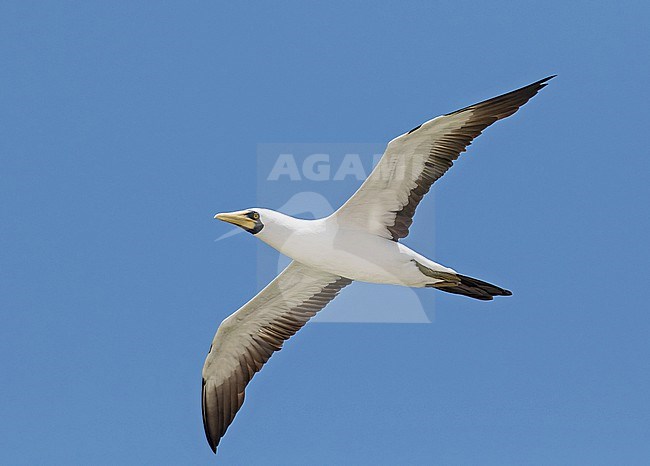 Masked booby (Sula dactylatra) in the southern Pacific Ocean. Adult in flight. stock-image by Agami/Pete Morris,