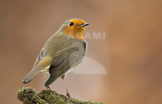 European Robin perched on a branch; Roodborst zittend op een tak stock-image by Agami/Wim Wilmers,