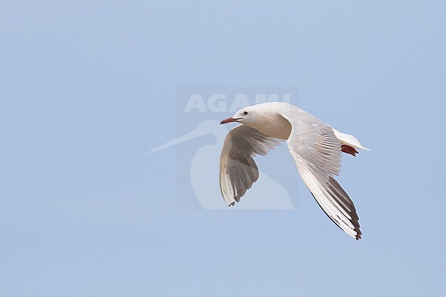 Adult Slender-billed Gull (Chroicocephalus genei) in flight along the Mediterranean coast of France. stock-image by Agami/Arnold Meijer,