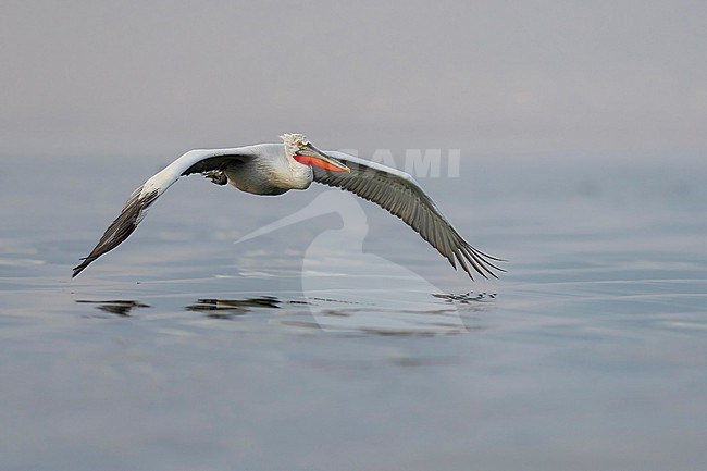 Dalmatian Pelican (Pelecanus crispus) flying over water of lake Kerkini in Greece. stock-image by Agami/Marcel Burkhardt,