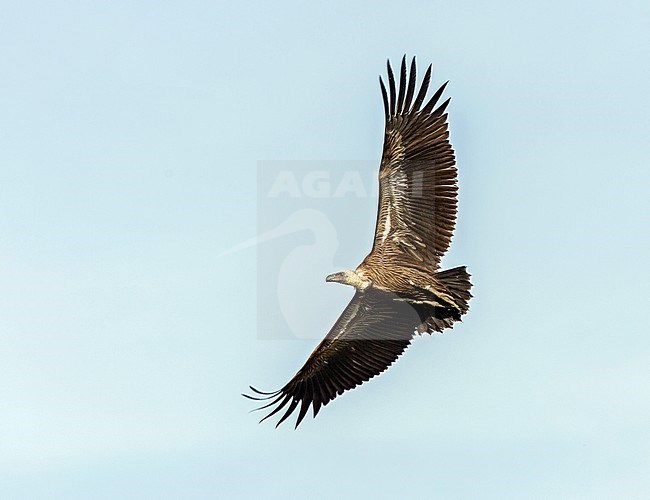 Witruggier, African White-backed Vulture, Gyps africanus stock-image by Agami/Andy & Gill Swash ,