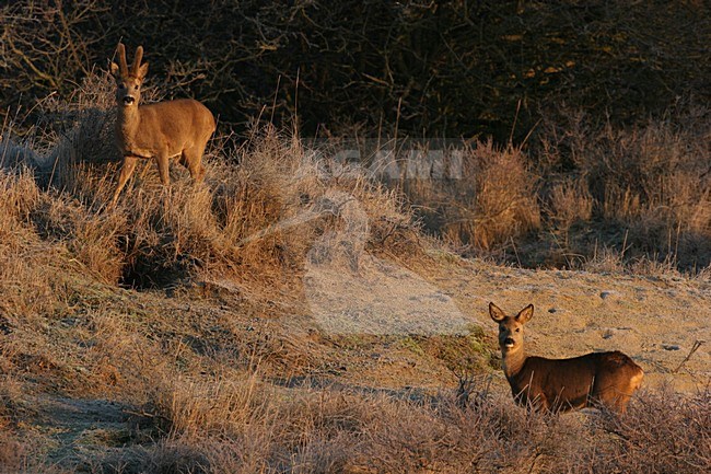Ree; Roe Deer stock-image by Agami/Menno van Duijn,