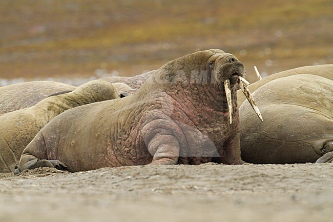 Groep Walrussen op de kust; Group of Walruss\'s on the shore stock-image by Agami/Chris van Rijswijk,