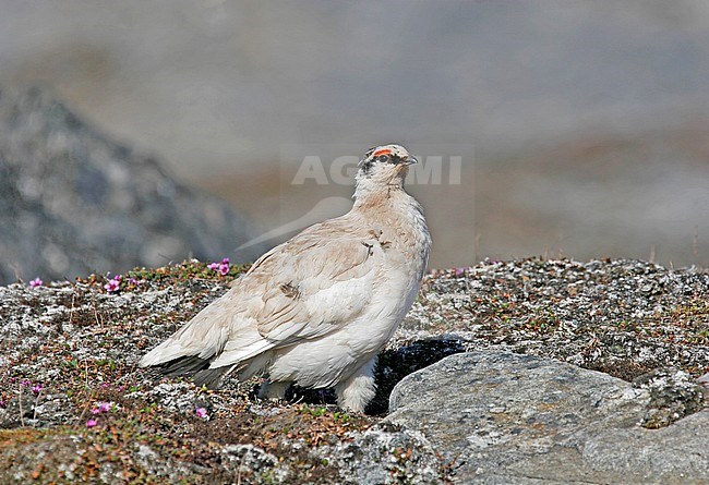 Adult Rock Ptarmigan (Lagopus muta hyperborea) at Svalbard stock-image by Agami/Pete Morris,