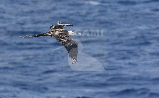 Immature Ascension frigatebird (Fregata aquila) around Boatswain Bird Island and Ascension Island in the tropical Atlantic Ocean. Covered in guano. stock-image by Agami/Martijn Verdoes,