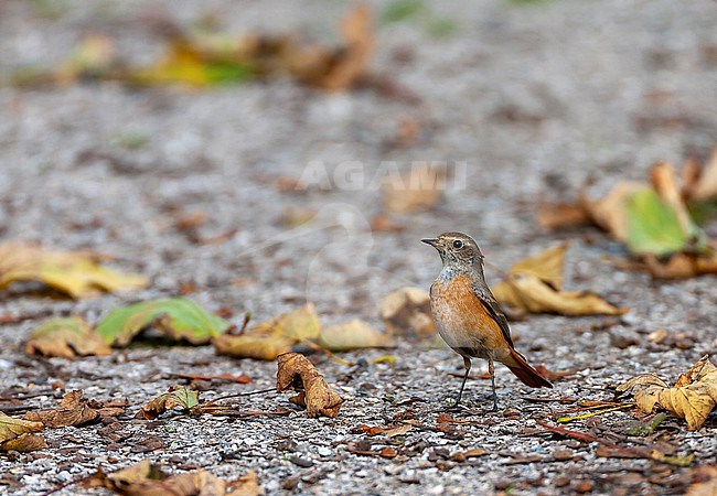 Common Redstart (Phoenicurus phoenicurus) during autumn migration on the island Vlieland in the Netherlands. Standing on the ground. stock-image by Agami/Marc Guyt,