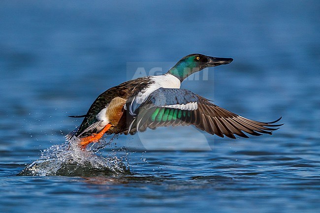 Northern Shoveler; Anas clypeata stock-image by Agami/Daniele Occhiato,