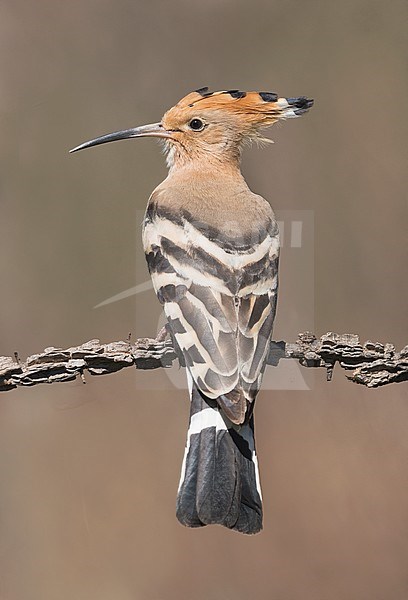 Eurasian Hoopoe (Upupa epops) in Italy. Perched against brown natural background. Seen on the back. stock-image by Agami/Alain Ghignone,