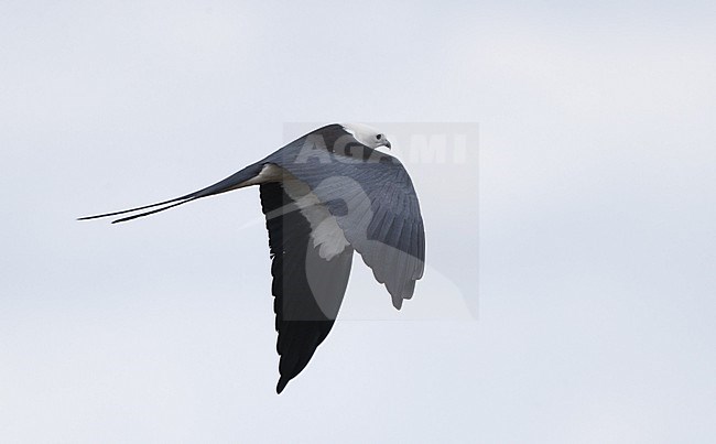 Swallow-tailed Kite (Elanoides forficatus), adult in flight at Everglades NP, Florida, USA stock-image by Agami/Helge Sorensen,