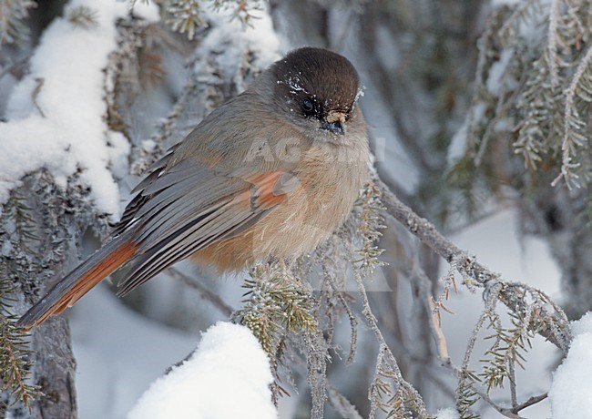 Taigagaai in besneeuwde boom, Siberian Jay in snow covered tree stock-image by Agami/Markus Varesvuo,