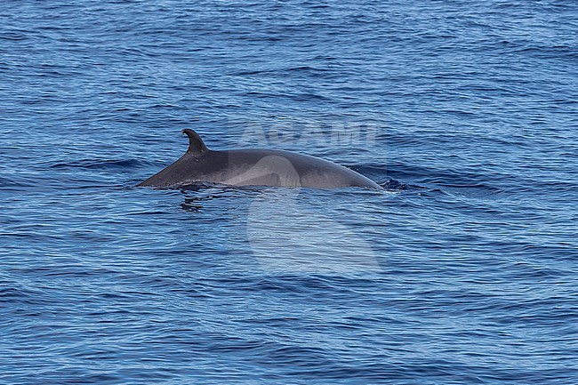 Common Minke Whale (Balaenaoptera acutorostrata) surfacing 2km NW off Corvo, Azores, Portugal. stock-image by Agami/Vincent Legrand,