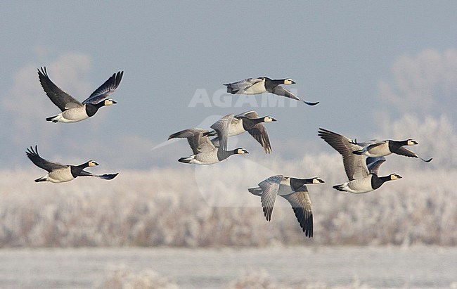 Brandgans in de vlucht; Barnacle Goose in flight stock-image by Agami/Arie Ouwerkerk,