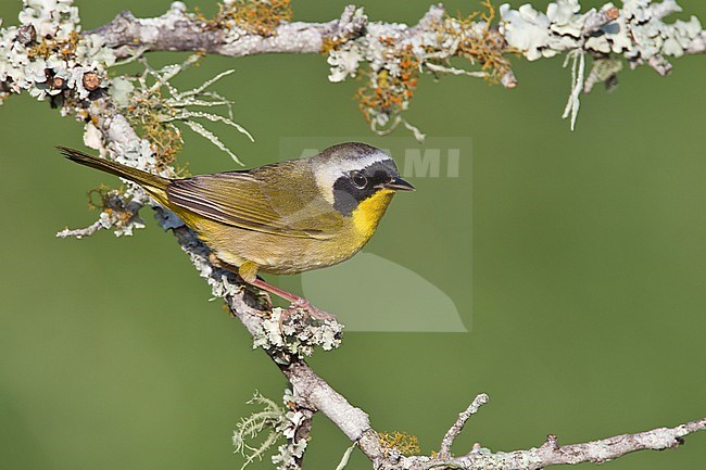 Volwassen mannetje Gewone Maskerzanger, Adult male Common Yellowthroat stock-image by Agami/Brian E Small,