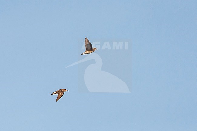 Adult Long-toed Stint (Calidris subminuta) in flight over Chinese coastal site, Hebei province. stock-image by Agami/Marc Guyt,