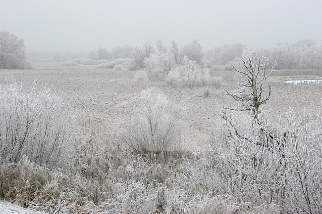 Lepelaarplassen Almere Netherlands covered in hoar-frost; Lepelaarplassen Almere Nederland bedekd met rijp stock-image by Agami/Karel Mauer,