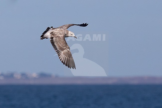 Caspian gull (Larus cachinnans), juvenile in flight, with the sky and the sea as background stock-image by Agami/Sylvain Reyt,