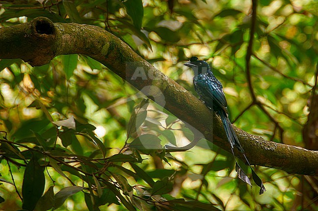 Greater Racket-tailed Drongo (Dicrurus paradiseus) perched in canopy in Periyar Tiger Reserve, Kerala, India stock-image by Agami/Tomas Grim,