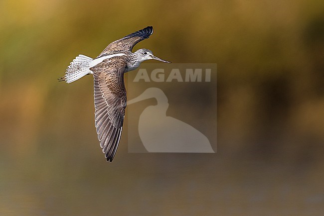 Greenshank (Tringa nebularia) in Italy. stock-image by Agami/Daniele Occhiato,