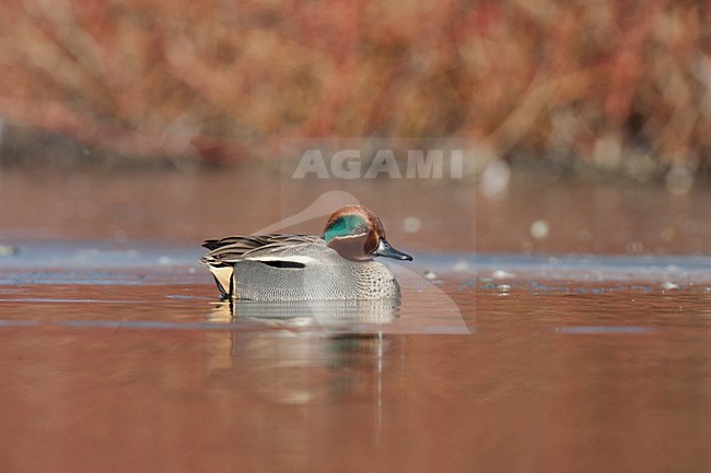 Mannetje Wintertaling in een wak; Male Common Teal in winter stock-image by Agami/Arnold Meijer,