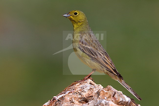 Smyrnagors zittend op rots; Cinereous Bunting perched on rock stock-image by Agami/Daniele Occhiato,