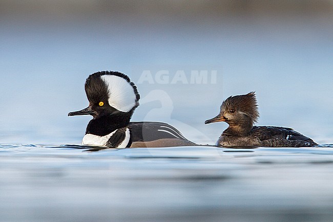 Hooded Merganser (Lophodytes cucullatus) in the ocean near Victoria, British Columbia, Canada. stock-image by Agami/Glenn Bartley,