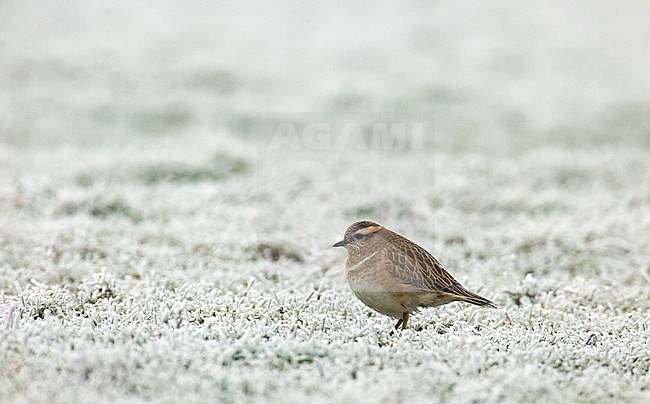 Adult Eurasian Dotterel (Charadrius morinellus) in winter plumage wintering in the Netherlands. stock-image by Agami/Edwin Winkel,
