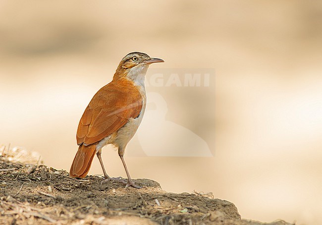 Pacific Hornero (Furnarius cinnamomeus) perched on the ground in Lambayeque, Peru, South-America. stock-image by Agami/Steve Sánchez,