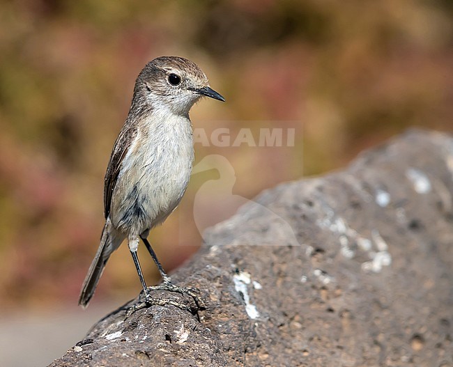 Female Fuerteventura Chat sitting on a rock in a rocky  gully near Puerto del Rosario, Fuerteventura, Canary Islands. December 27, 2017. stock-image by Agami/Vincent Legrand,