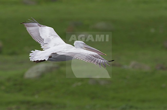 Kroeskoppelikaan in vlucht, Dalmatian Pelican in flight stock-image by Agami/Daniele Occhiato,