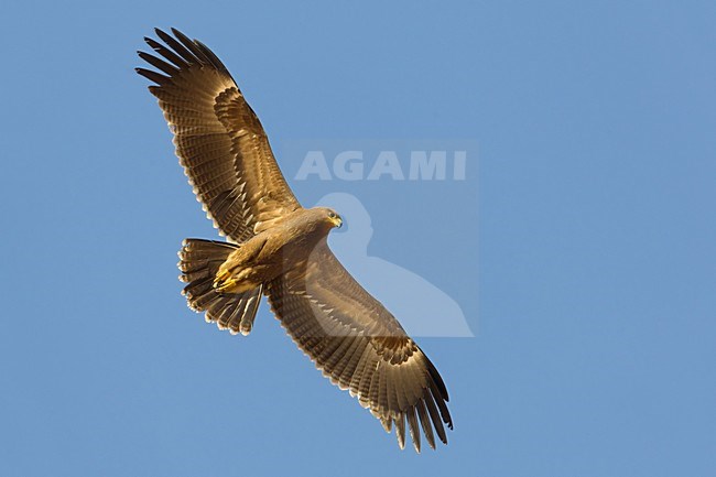 Juveniele Schreeuwarend in de vlucht; Juvenile Lesser Spotted Eagle in flight stock-image by Agami/Daniele Occhiato,