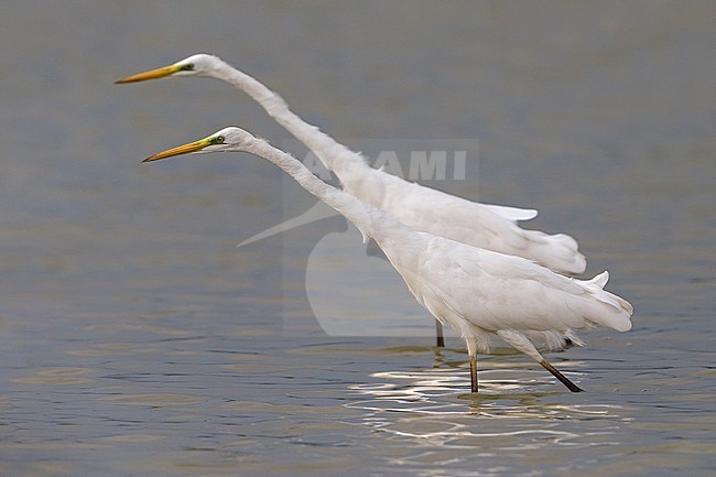 Two Great Egrets (Ardea alba) walking and hunting in shallow water. stock-image by Agami/Daniele Occhiato,